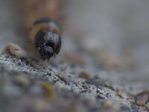 Bryotropha sp.